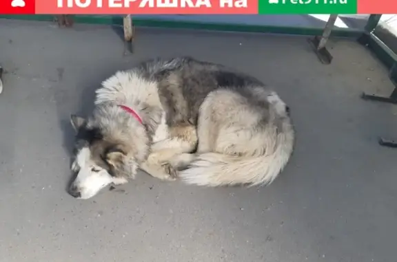 Найдена собака в п.Крекшино, Терминальный проезд, с3