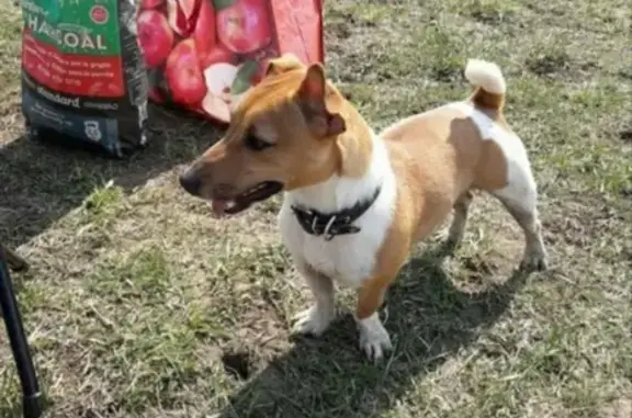 Пропала собака Ворчун на Ленина в Ясногорске