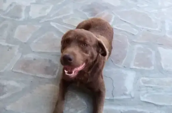 Собаки потеряшки, Село Дворцы, фото: Потеряшка собака в д. Новоскаковское, Калуга