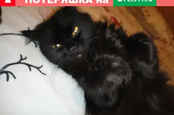 Пропала кошка в Озерске, ул. Октябрьская, 34.