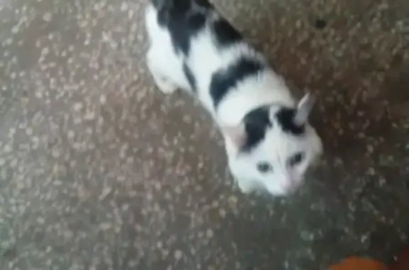 Потерянные животные Курган, фото: Пропала кошка на улице Победы, Курган