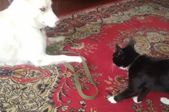 Потерянные животные Иваново, фото: Пропала кошка Мосик на ул. Ташкентской, Иваново