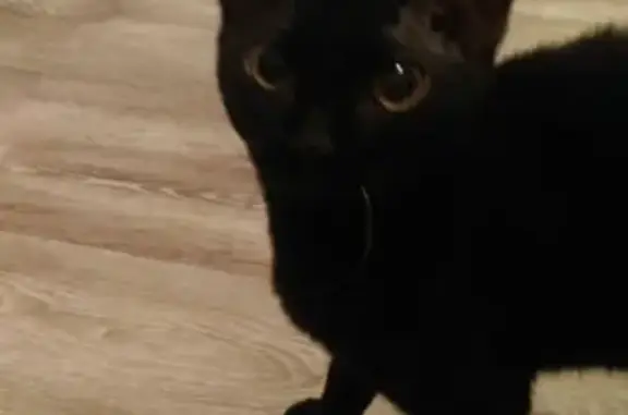 Пропала черная кошка на улице Нахимова 1