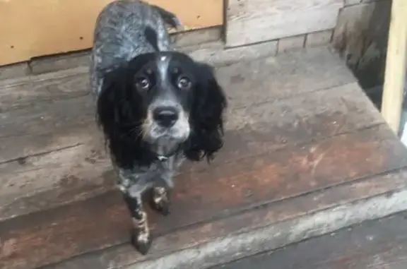 Собака найдена на улице Салехардская, ищем хозяина