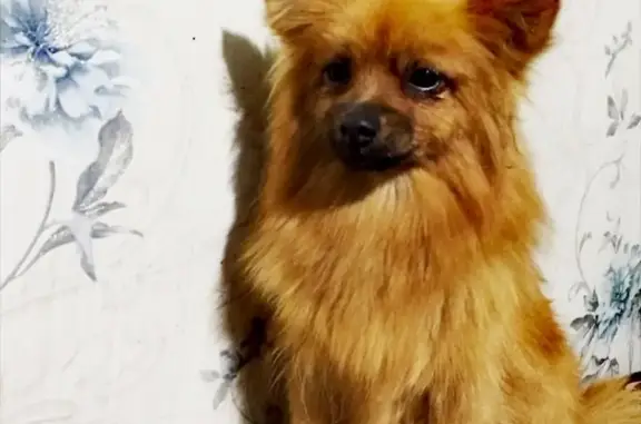 Пропала собака Мася в деревне Лукино, Тульская область