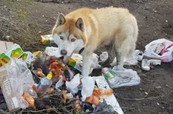 Найдена собака в Ульяновске, ищем хозяина