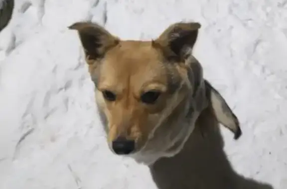 Пропала собака Джина в Альметьевске