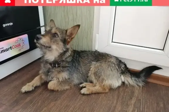 Найдена собака возле вокзала в Новокузнецке