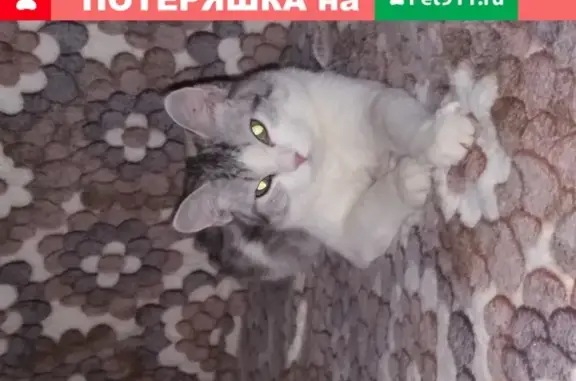 Пропала кошка на заправке Лукойл в Задонске (М4 Дон)