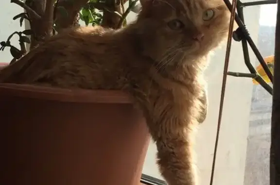 Потерянные животные Москва, фото: Пропала кошка на улице Барышиха, Москва #потеряшки