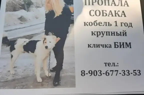 Пропала собака Бим на Вашутинском шоссе