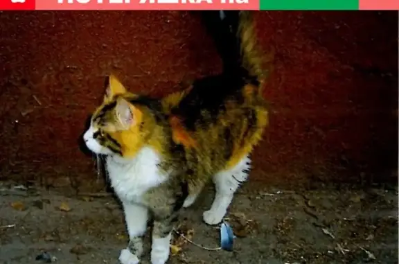 Найдена кошка в СВАО г. Москва