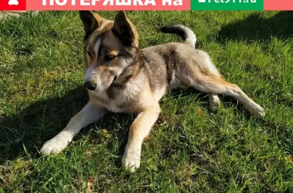 Собака с хромой лапкой найдена в Калуге #потеряшки_калуга