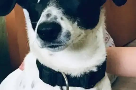 Пропала собака Мона в Ачинске