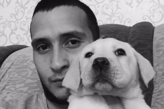 Пропала собака Джастин в Кузнецке