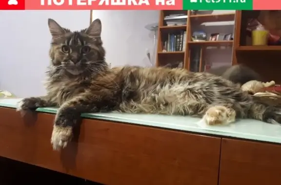 Потерянные животные Курган, фото: Пропала кошка Алиса в садоводстве 