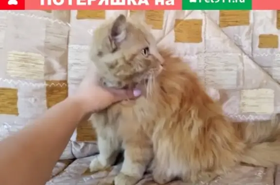 Найдена кошка на ул. Лавочкина (Анна Мареева)