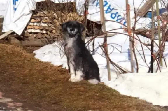 Собаки потеряшки, село Кременское, фото: Потеряшка собака в селе Кременское, откликается на имя Буля