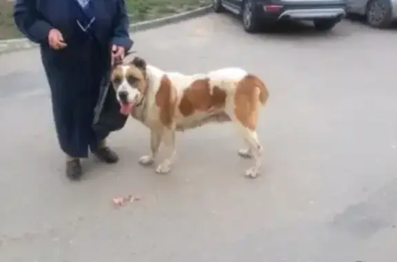 Пропала собака в Нижнем Новгороде на улице Гайдара