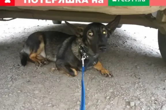 Найден пес на ул. Терешковой #найденасобака