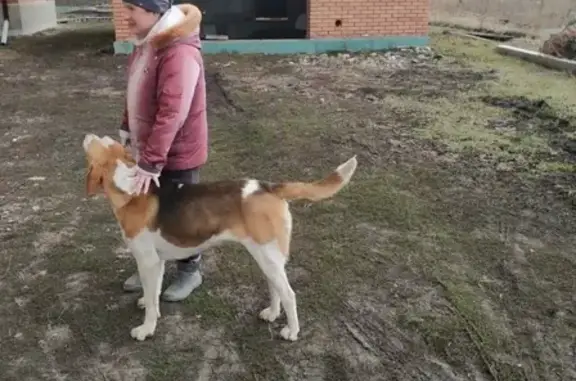 Собака найдена в селе Пушкино, Омская обл.