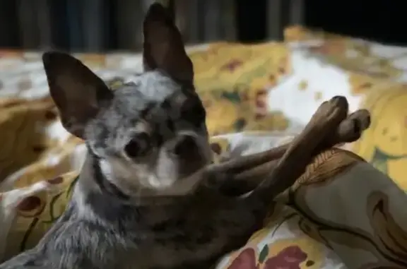 Собаки потеряшки, Москва, фото: Потеряшка собака Ева в СНТ Сосновый