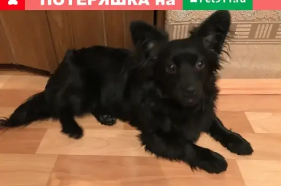 Найдена маленькая чёрная собака на пр-те Вагоностроителей