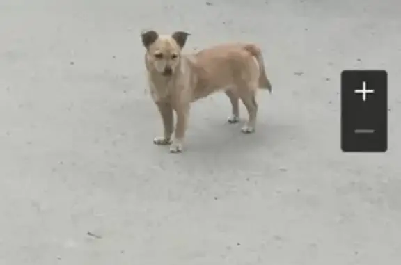 Найдена добрая собака в Таганроге, ищет новый дом.