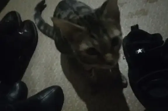 Найдена кошка в подъезде Нижнего Тагила