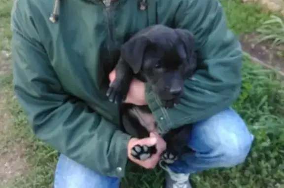 Пропал щенок в селе Суворовском, Крым