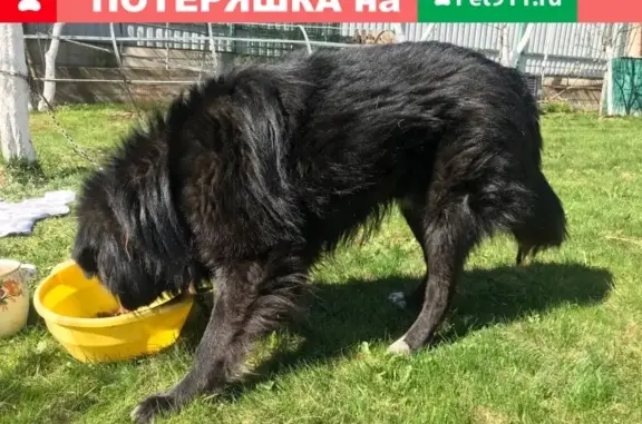 Найден добрый пес в Марушкино, Москва.