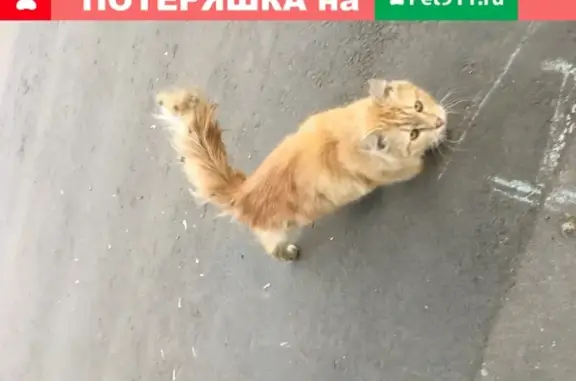 Найдена домашняя кошка в Курьяново, Рыжая и ласковая