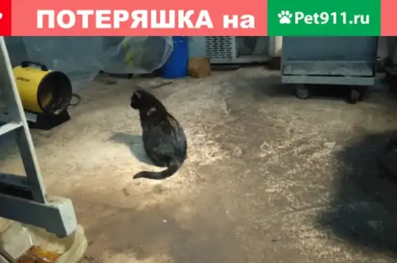 Пропала кошка на ул. Козуева г. Кострома