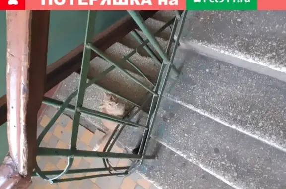 Найдена кошка в Дзержинске, ищет дом