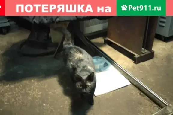 Пропала кошка на ул. Козуева, г. Кострома