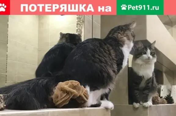 Пропал кот на Parkovaya Ulitsa, 3. Помогите найти!