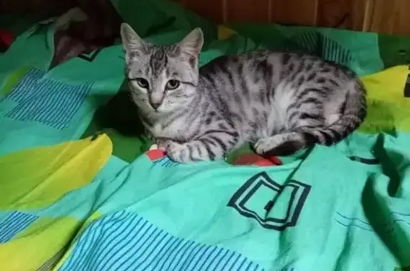 Полосато-дымчатая кошка найдена в Тамани