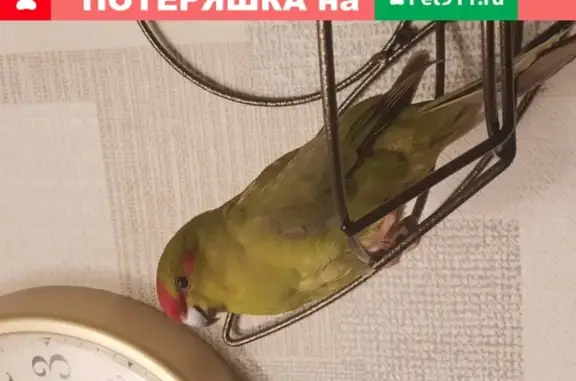 Собаки потеряшки, Москва, фото: Потеряшка собака на улице Грина, 9