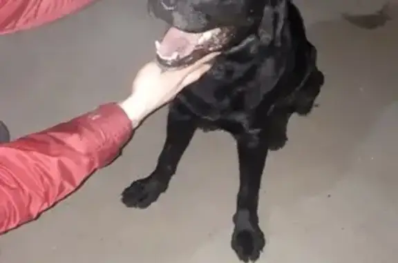 Собака Мальчик найдена на Обводном в Архангельске