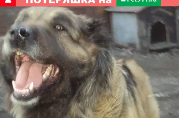Пропала собака на ул. Ремессленных, Омск, Россия