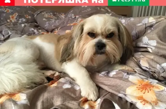 Собаки потеряшки, Анапа, фото: Потеряшка пес на Пионерском проспекте, помогите найти!