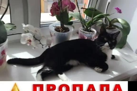 Кошки потеряшки, Рязань, фото: Потеряшка кот в районе Бутырки