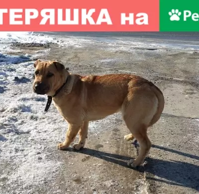 Найдена собака на Успенском проспекте в В. Пышме