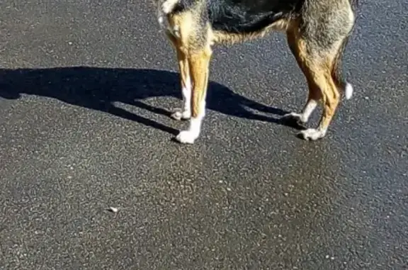 Найдена собака на территории лечебного учреждения в Роще