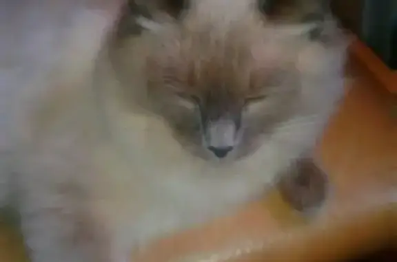 Кошки потеряшки, Лососина, фото: Потеряшка кошка в Лососине, район Луначарского 1