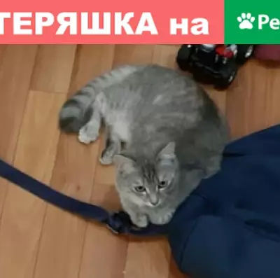 Пропала кошка на ул. Рината Галеева (Альметьевск)