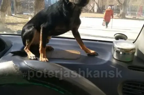 Пропала собака СЕМА, Новосибирск - помогите найти!