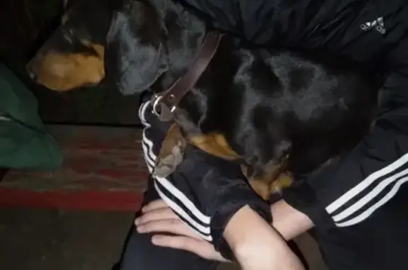 Найдена собака на Крахмалева 7 в Брянске