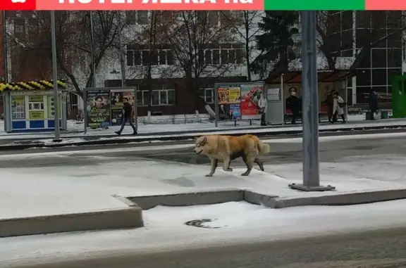 Пропала собака на Ленина в Тюмени
