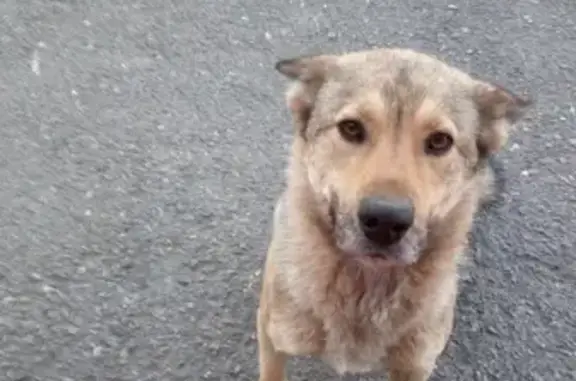 Собака на 7 км ЖД переезда потерялась в Катав-Ивановске